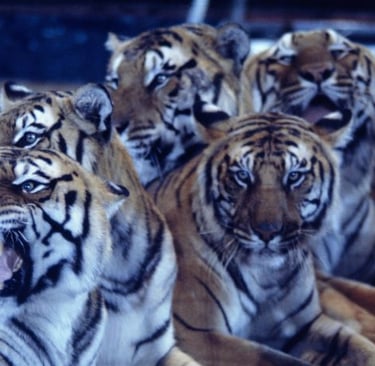 a group of tigers sitting on top of a pile of wood