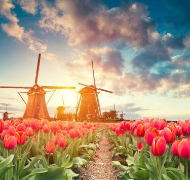 tulips - windmill windmills and windmill windmills in the background