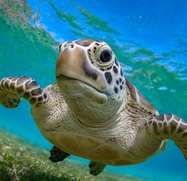 a turtle turtle turtle turtle turtle turtle turtle turtle turtle turtle turtle turtle turtle turtle turtle