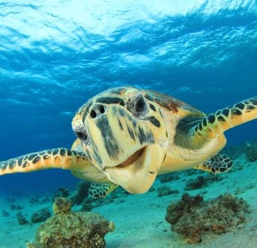 Hawksbill sea turtle swimming over a tropical coral reef in clear blue ocean water.
