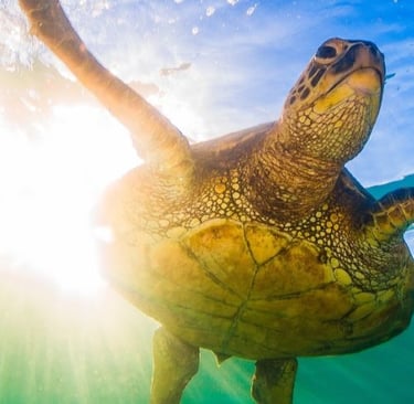 A green sea turtle swimming in clear blue ocean water with bright sunlight reflecting on the surface.