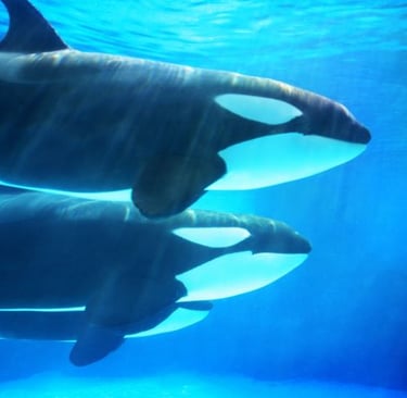 two dolphins swimming in the ocean with their heads turned to the camera