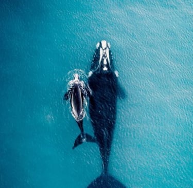 mother whale with young swimming in the sea