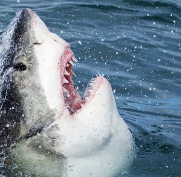 a shark shark with its mouth open 
