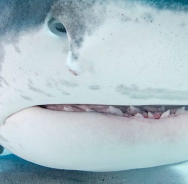 Extreme close-up of a tiger shark showing sharp teeth and gills underwater.