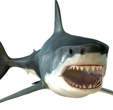 a shark shark with a sharky face and teeth