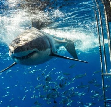 a shark shark swimming in the ocean