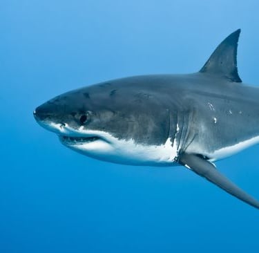 a shark shark in the ocean with a shark in the water