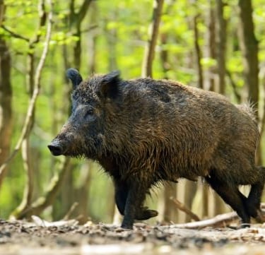 a wild boar in the woods