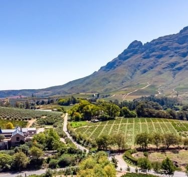 a vineyard with a view of a vineyard