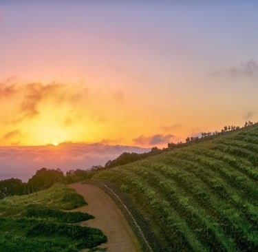 WINE LANDS IN CAPE TOWN 