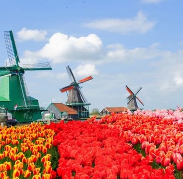 Traditional Dutch windmills stand behind a vibrant field of red and orange tulips in Zaanse Schans.