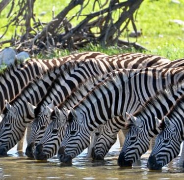 a group of zebras drinking water from a watering hole