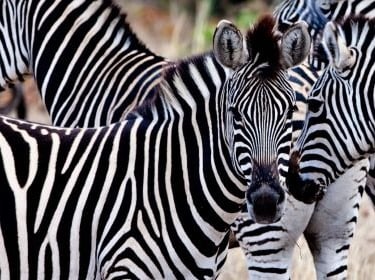 a group of zebras standing in a field