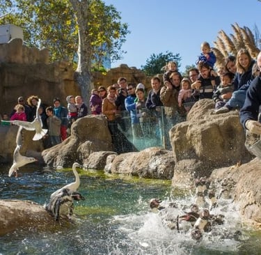 Visitors watch a zookeeper feeding penguins during a lively public exhibit at a zoo.