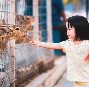 A young girl feeds a fresh carrot to a Patagonian mara through a wire fence at a petting zoo.