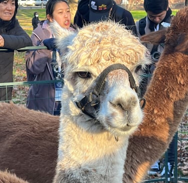 a group of people standing around an alpaca
