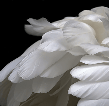 Psalm 91 verse 4 He shall cover thee with his feathers