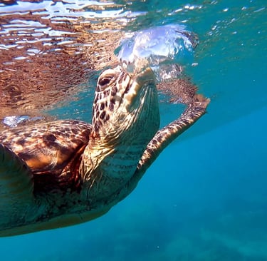 a turtle turtle turtle turtle turtle turtle turtle turtle turtle turtle turtle turtle turtle turtle turtle