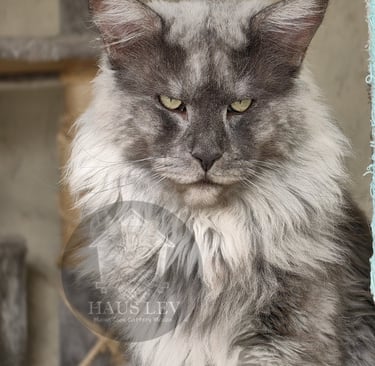Maine Coon en Mexico, Maine Coon en Mexico, Maine Con en Mexico, Maine Con en Mexico