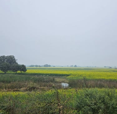 view of mustrad filed from a village