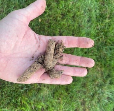 grass aeration london lawn overseeding london aeration services london overseeding services london 