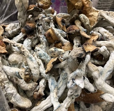 Buy Magic Mushrooms in Vancouver, Canada