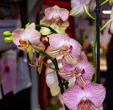 Multiple Phalaenopsis orchid flowers featuring delicate white petals with intricate purple veining and a deep magenta center.