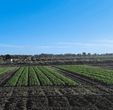 An image of a hemp field in Extremadura, Spain