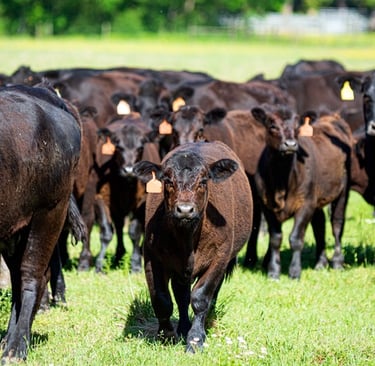 Angus grazing on grass in paddock
