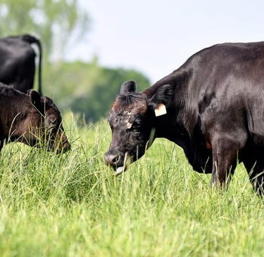 cattle feeding on grass