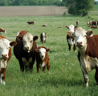 Hereford cattle grazing