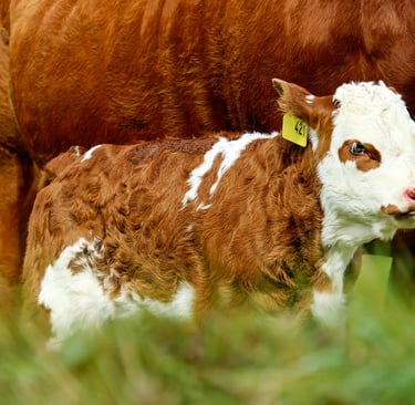Baby hereford calf with its mama in pasture