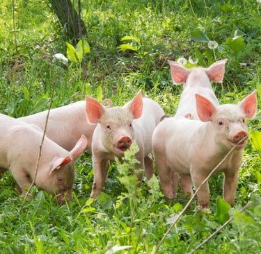 pigs out in the pasture