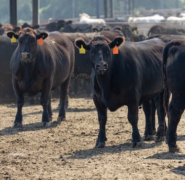 cattle in feed lot