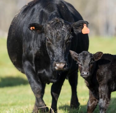 beef calf with mama cow in pasture