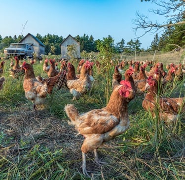 Pasture raised chickens