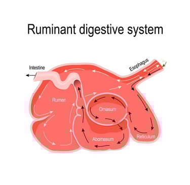 Ruminent Stomach