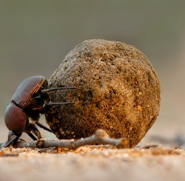 Dung beetle rolling dung ball regenerating the soil