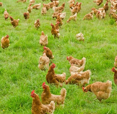 free range chickens impacting soil health