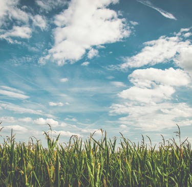 Field of long grass