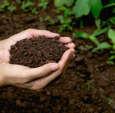soil from Regenerative farming 