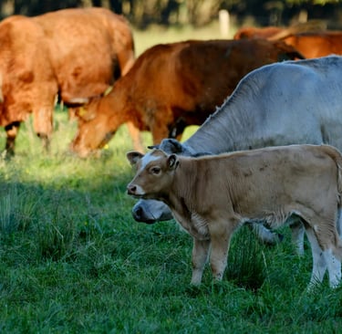 Holistic grazing principles