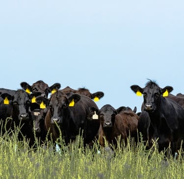 Angus cattle feeding on grass