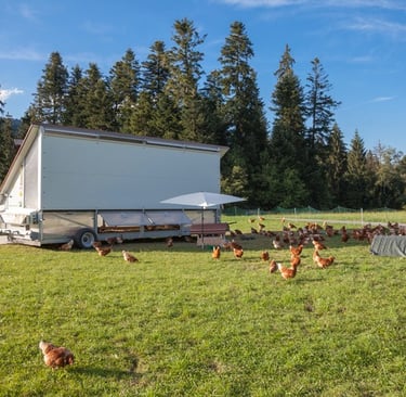 Checkens near mobile chicken coup