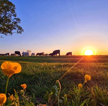 Grass Fed Beef vs Grain fed beef