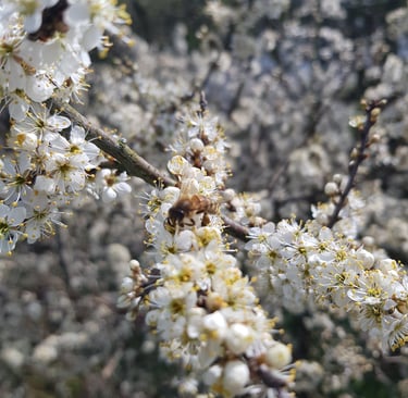 honeybee on a apple blossom flower