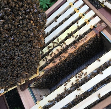 honeybees on frames inside a beehive