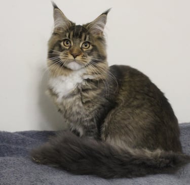 Kassaro Amara our Maine Coon girl at Juannre Cats.