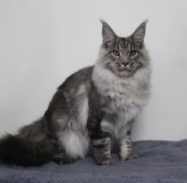 Kassaro Silver Rory our Maine Coon stud boy at Juannre Cats.